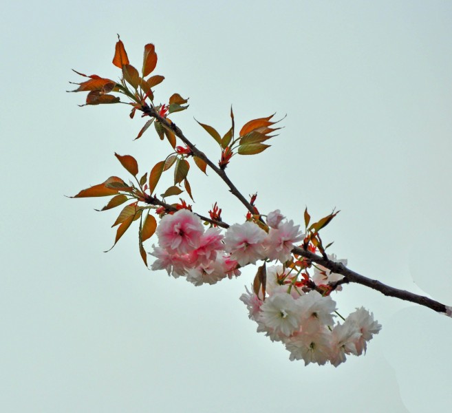 点击大图看下一张：素色樱花图片