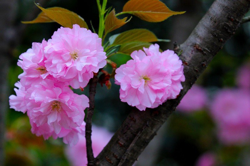 点击大图看下一张：粉色樱花图片
