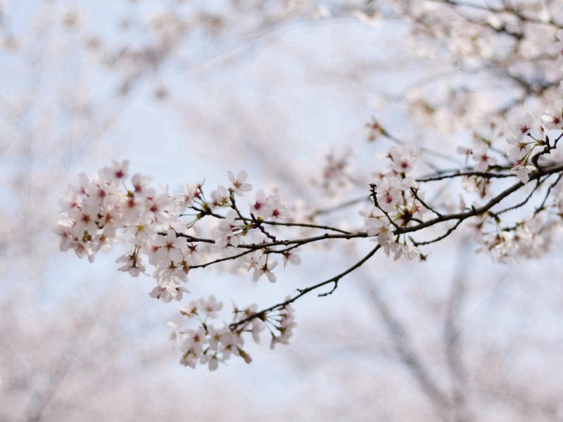 点击大图看下一张：春日樱花图片