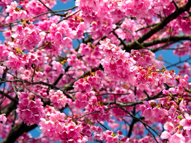 点击大图看下一张：樱花图片