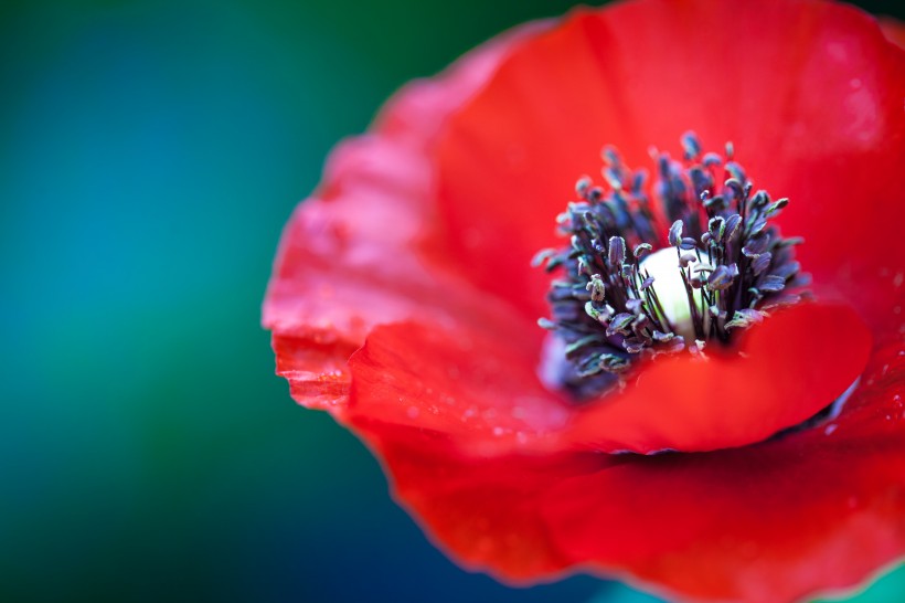 点击大图看下一张：红色的罂粟花图片