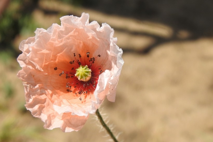 点击大图看下一张：娇艳诱人的罂粟花图片