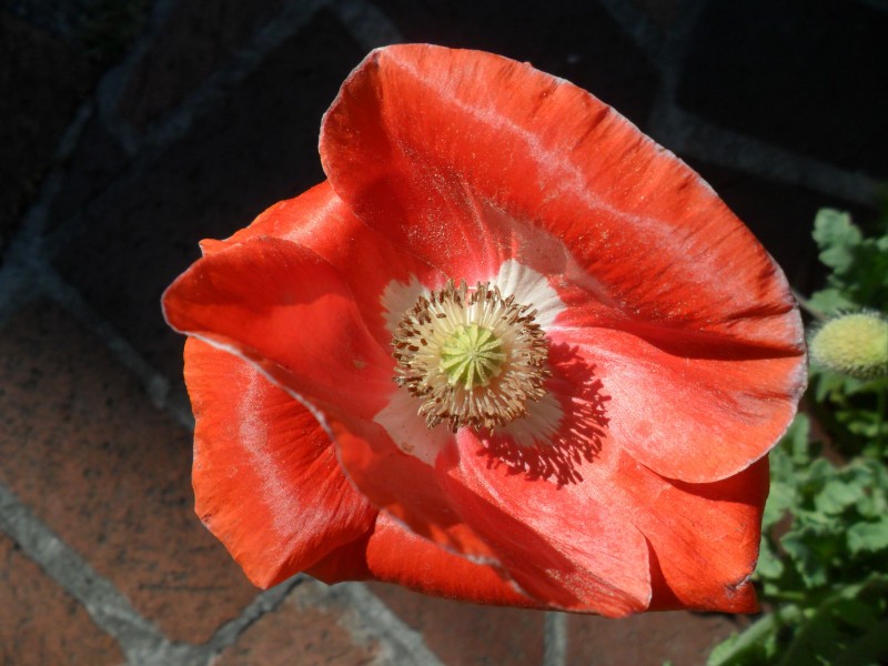 点击大图看下一张：诱惑力十足的罂粟花图片