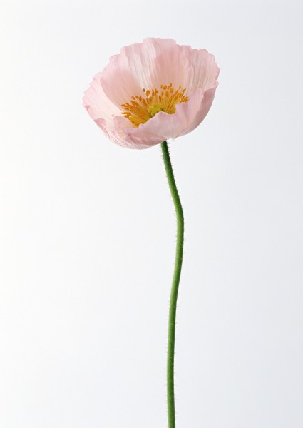 点击大图看下一张：罂粟花图片