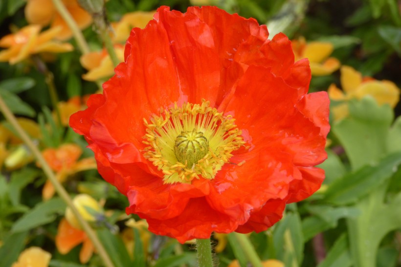 点击大图看下一张：艳丽的红色罂粟花图片