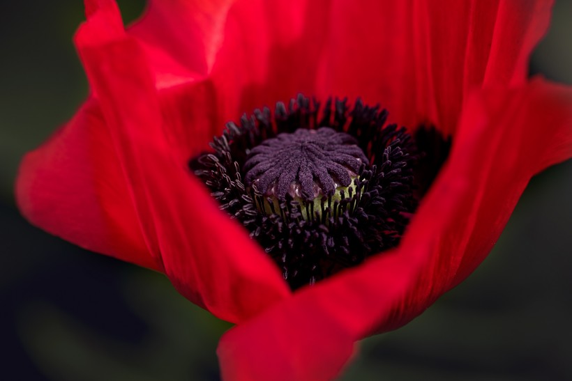 点击大图看下一张：娇艳诱人的罂粟花图片
