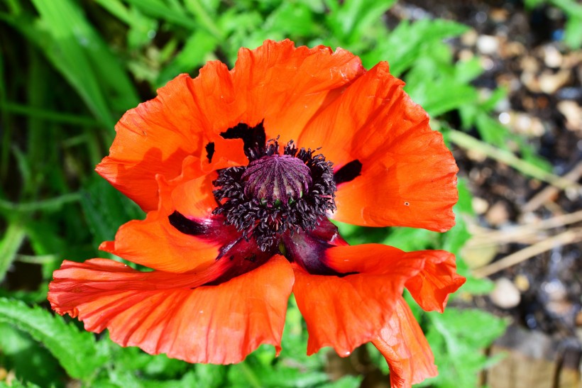 点击大图看下一张：艳丽的红色罂粟花图片