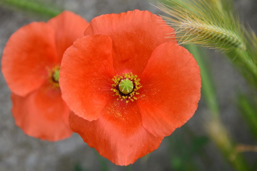 点击大图看下一张：鲜红的罂粟花图片
