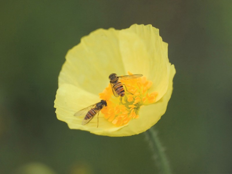 点击大图看下一张：罂粟花