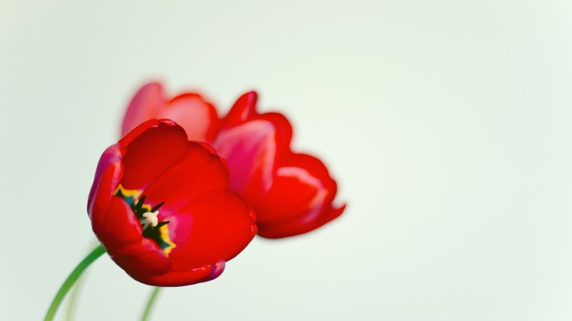 点击大图看下一张：罂粟花简约唯美图片