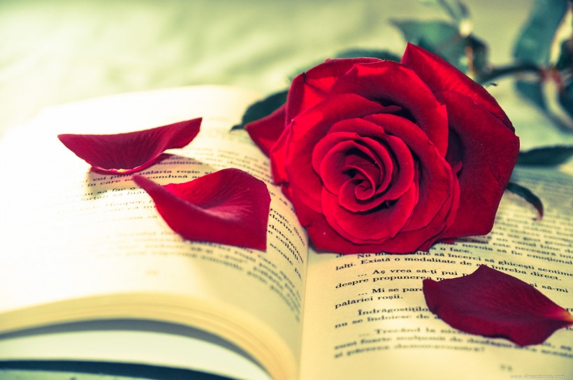 点击大图看下一张：英语书上的红色玫瑰花图片