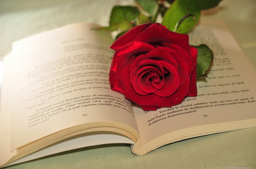点击大图看下一张：英语书上的红色玫瑰花图片
