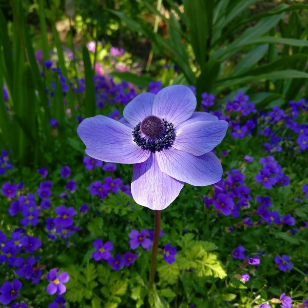 点击大图看下一张：秀美的银莲花图片
