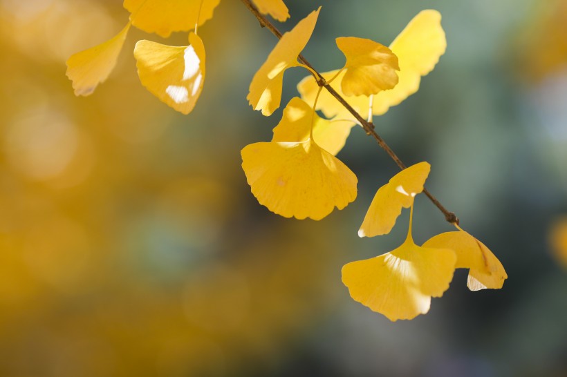 点击大图看下一张：秋天如金色蝴蝶的银杏叶图片
