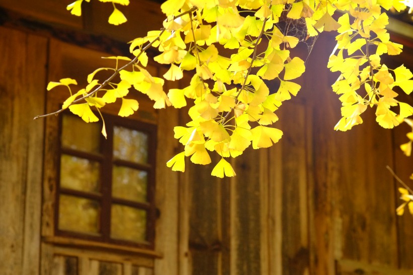 点击大图看下一张：秋天金色的银杏叶图片
