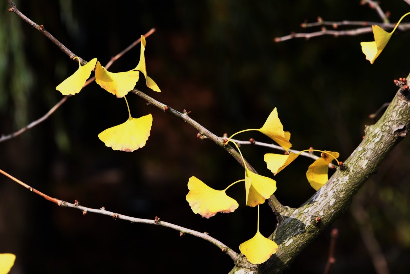点击大图看下一张：深秋银杏枝头图片
