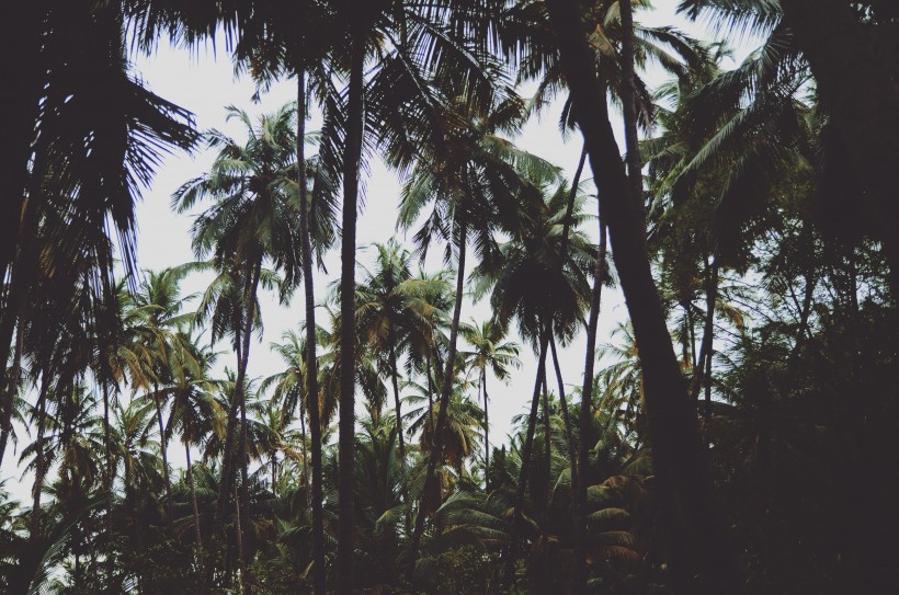 点击大图看下一张：一小片椰树林图片