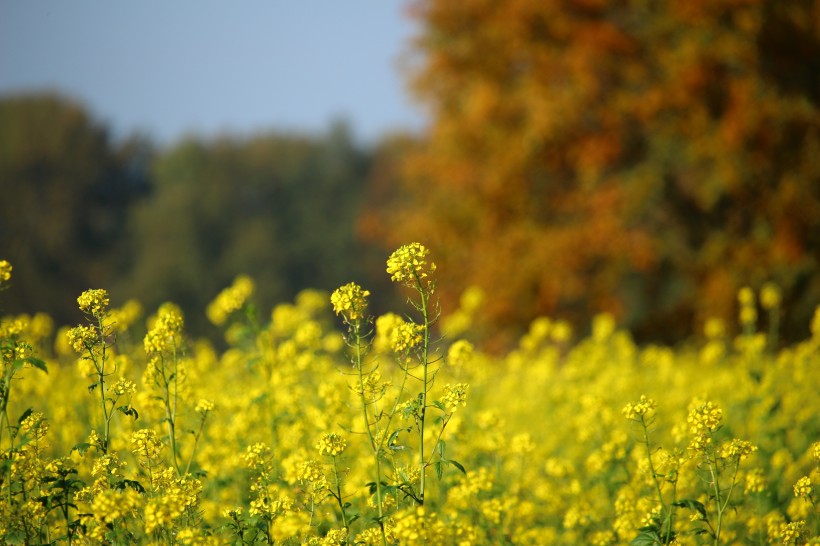 点击大图看下一张：一片金黄色的油菜花田图片