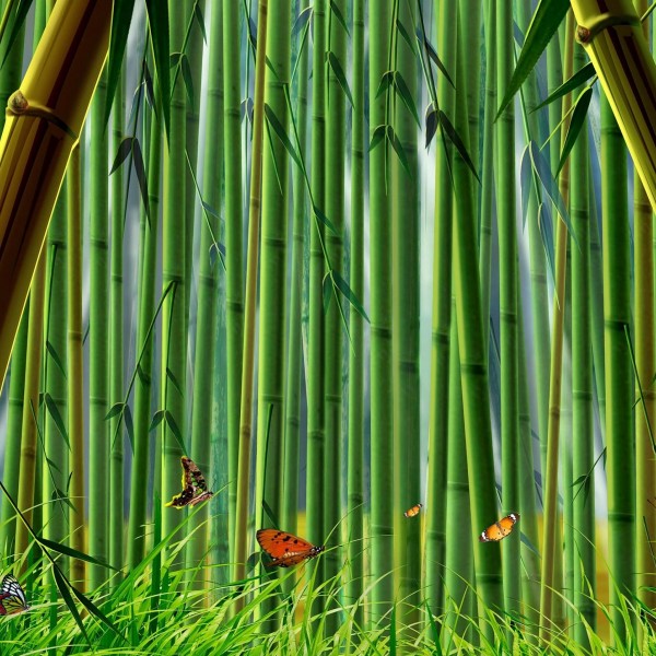 点击大图看下一张：幽静的竹林图片