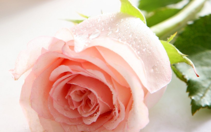 点击大图看下一张：优雅的玫瑰花图片