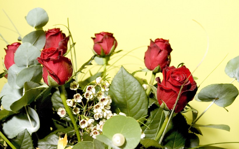点击大图看下一张：优雅的玫瑰花图片