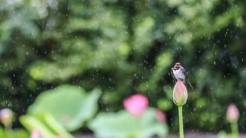 点击大图看下一张：雨中荷图片