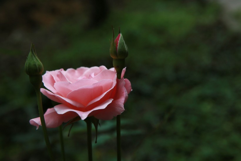 点击大图看下一张：粉色月季花图片