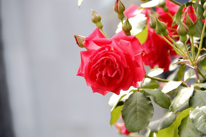 点击大图看下一张：各种颜色的月季花图片