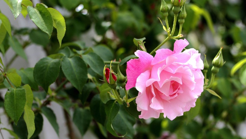 点击大图看下一张:各种颜色的月季花图片