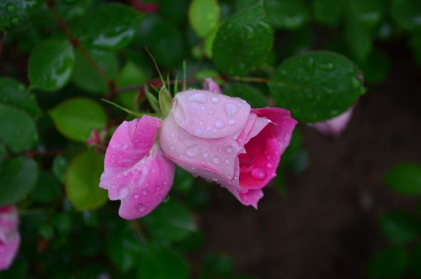 点击大图看下一张：月季花图片