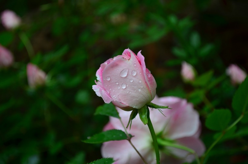 点击大图看下一张：月季花图片