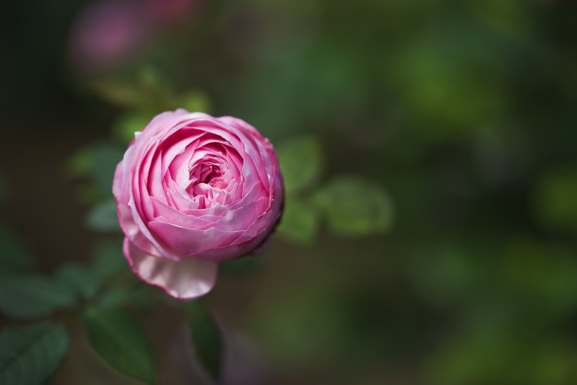 点击大图看下一张：月季花图片