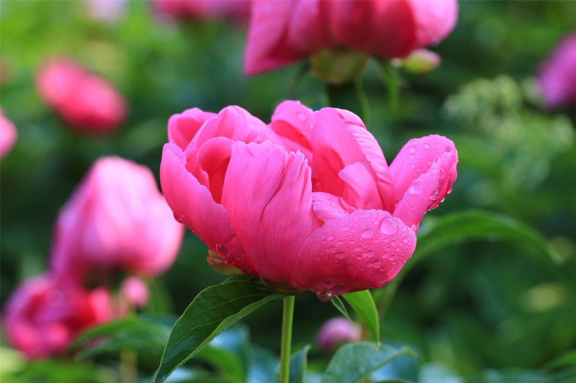 点击大图看下一张:雨后的芍药花图片