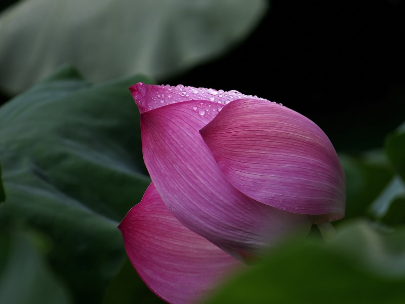 点击大图看下一张：雨后荷花图片