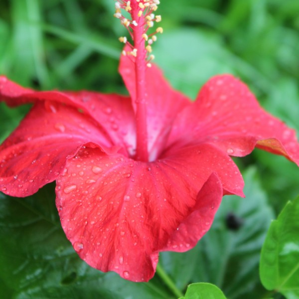 点击大图看下一张：雨后朱瑾花图片