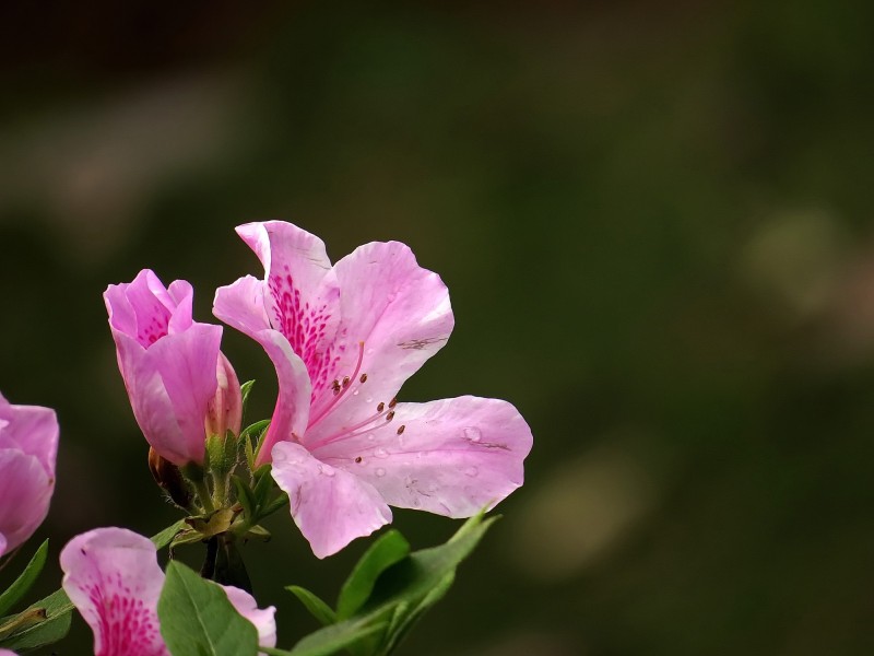 点击大图看下一张：雨后的粉花杜鹃图片