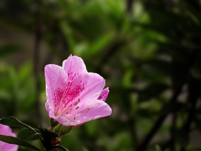 点击大图看下一张：雨后的粉花杜鹃图片