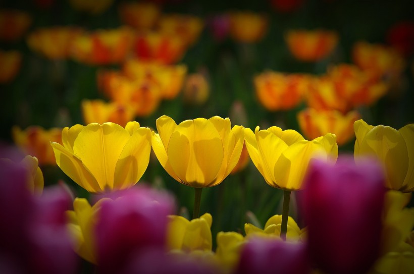点击大图看下一张：多姿多彩的郁金香图片