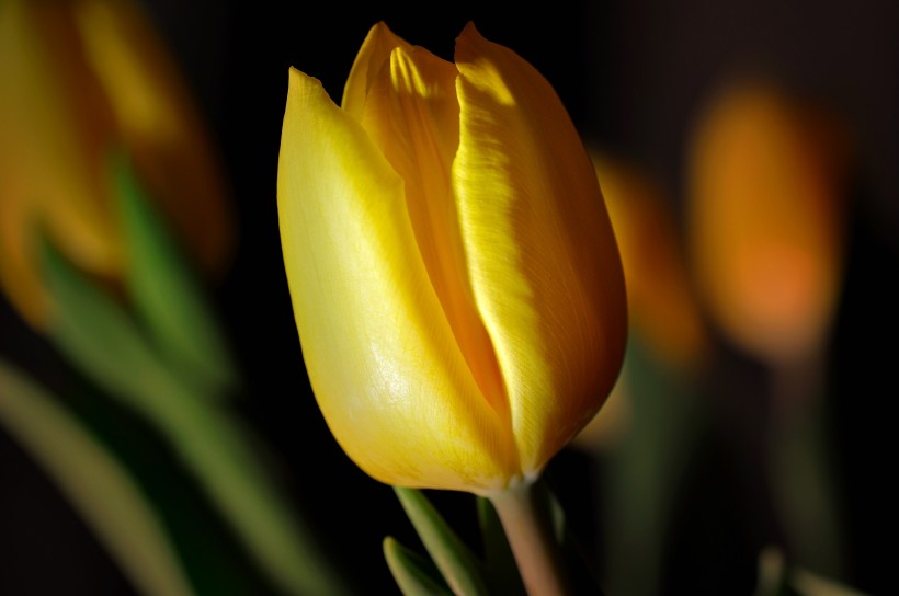 点击大图看下一张：冠以世界花后为名的郁金香图片