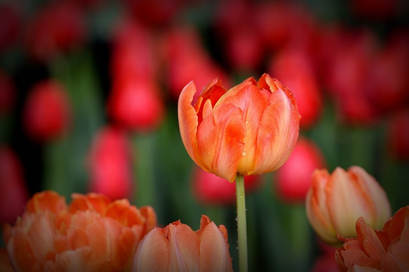 点击大图看下一张:娇艳郁金香图片