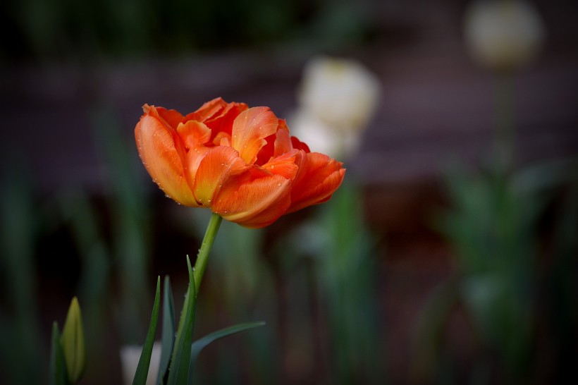 点击大图看下一张:娇艳郁金香图片