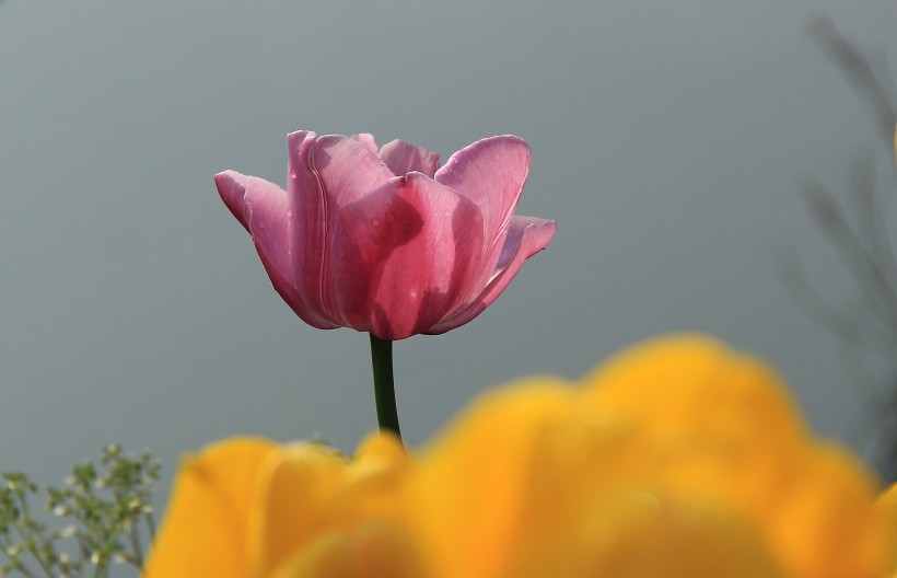 点击大图看下一张：鲜艳郁金香花卉图片
