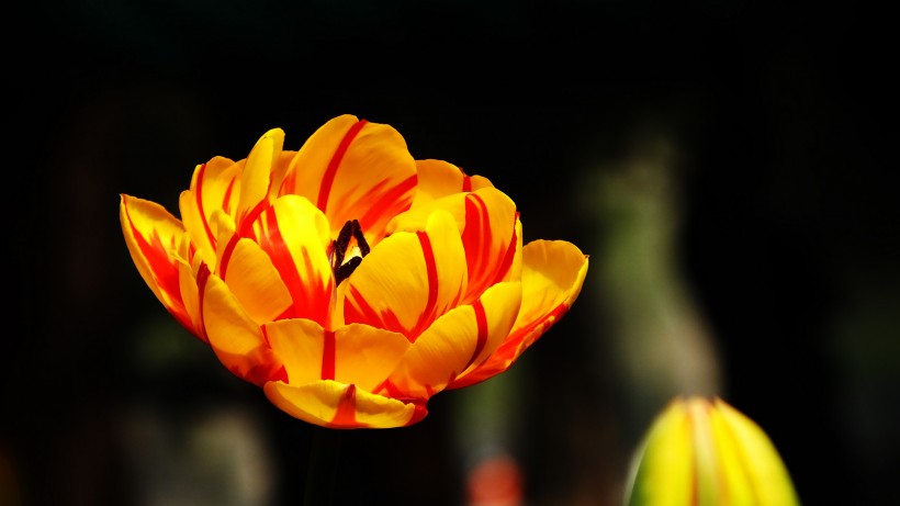 点击大图看下一张：多姿多彩的郁金香图片