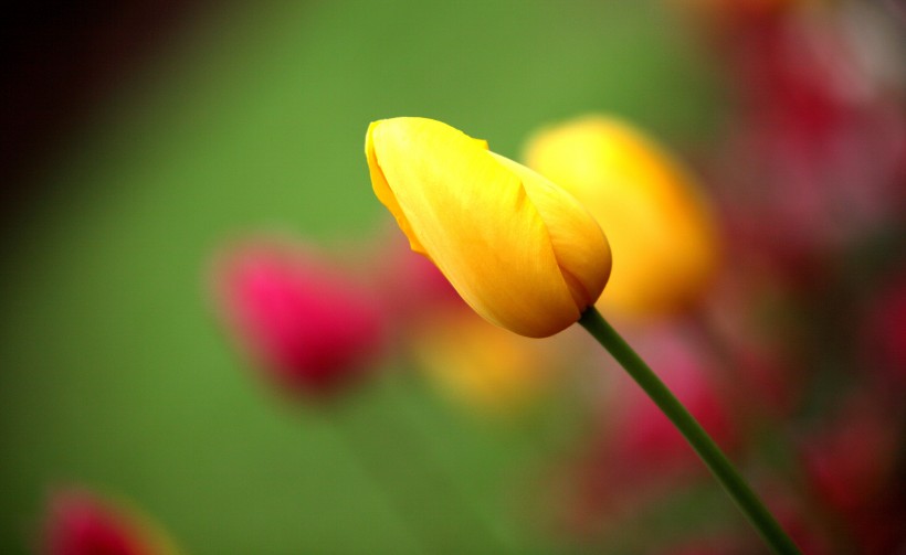 点击大图看下一张：郁金香花卉图片