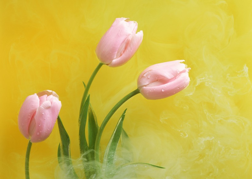 点击大图看下一张：郁金香花束图片
