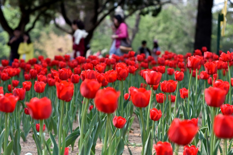 点击大图看下一张：多姿多彩的郁金香图片
