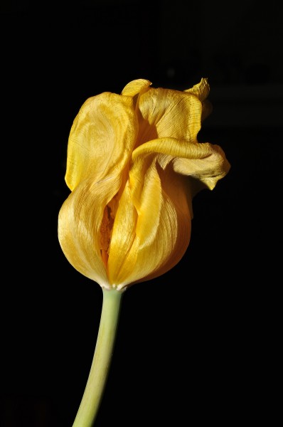 点击大图看下一张：冠以世界花后为名的郁金香图片