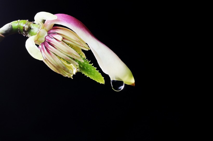 点击大图看下一张：玉兰花花蕊图片