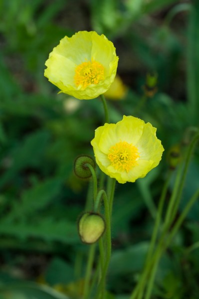 点击大图看下一张：虞美人花图片