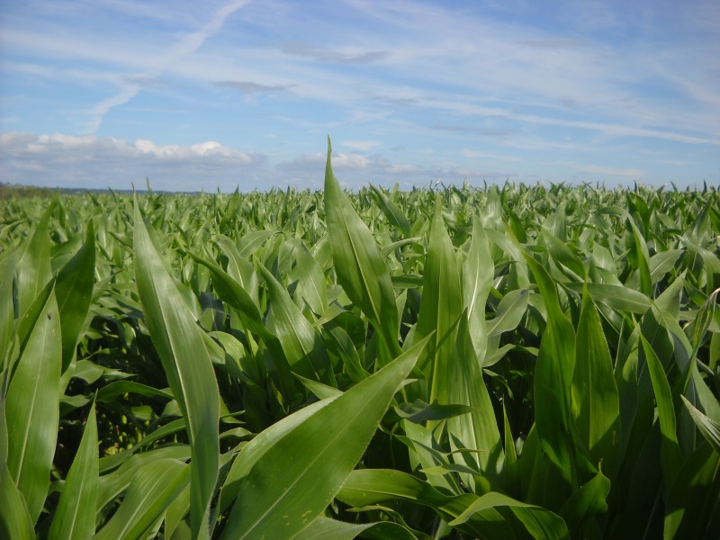 点击大图看下一张：绿色的玉米农作物图片